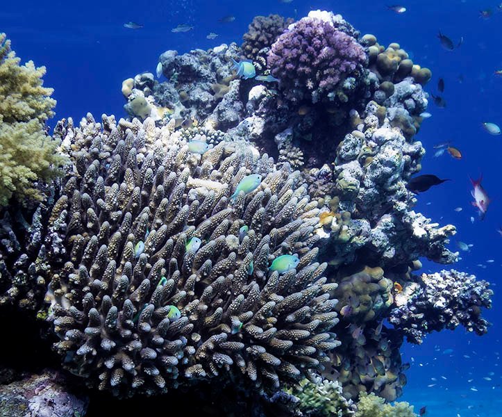 Vibrant coral reef with colorful fish in clear blue water | MSC Cruises