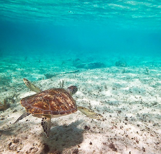 sustainability_protecting marine life_mobile