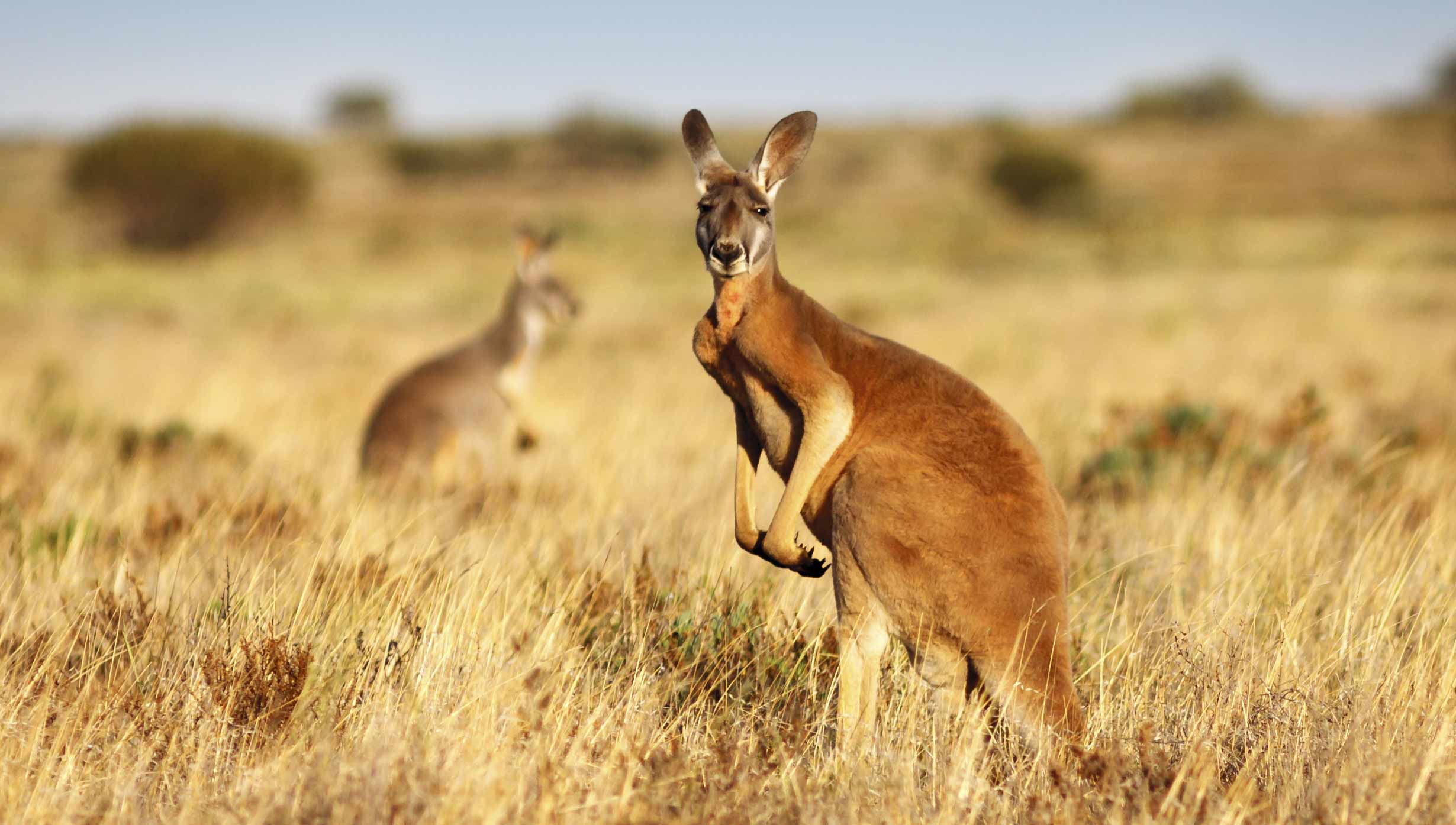 A kangaroo standing in a golden grass field, showcasing Australian wildlife | MSC Cruises A kangaroo standing in a golden grass field, showcasing Australian wildlife | MSC Cruises