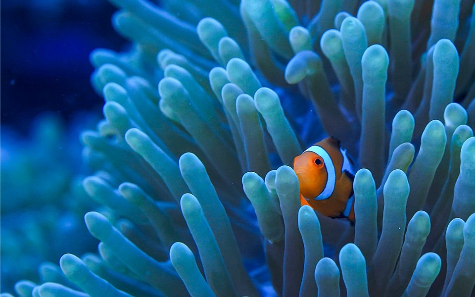 Super coral programme | MSC Cruises Super coral programme | MSC Cruises