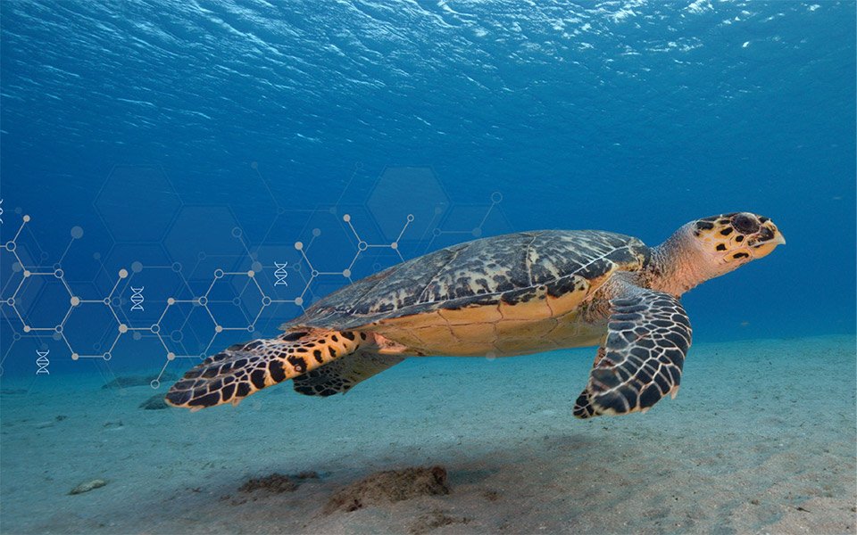 eBioAtlas | MSC Cruises eBioAtlas | MSC Cruises