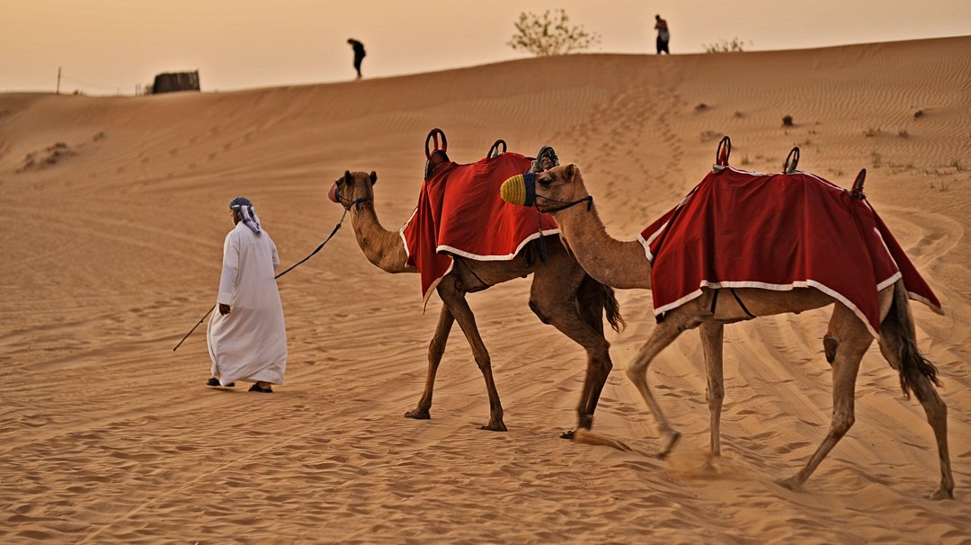A guide leading camels through desert sand dunes at sunset | MSC Cruises