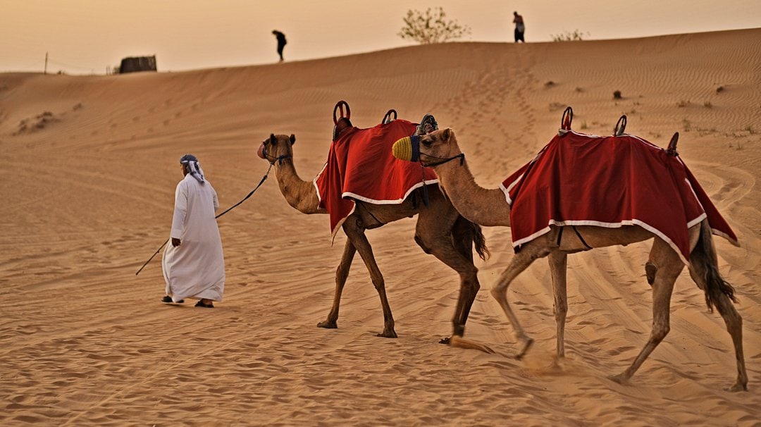 A guide leading camels through desert sand dunes at sunset | MSC Cruises A guide leading camels through desert sand dunes at sunset | MSC Cruises