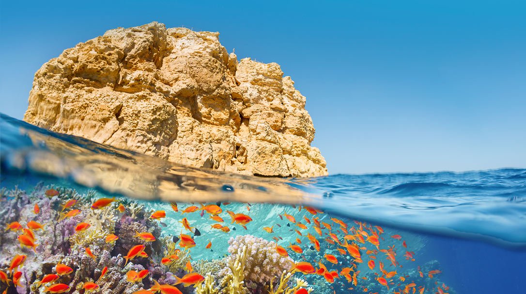 Vibrant coral reef with colorful fish and a rocky island above water | MSC Cruises