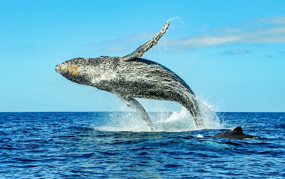 Whale Protection, Planet - Sustainability | MSC Cruises Whale Protection, Planet - Sustainability | MSC Cruises