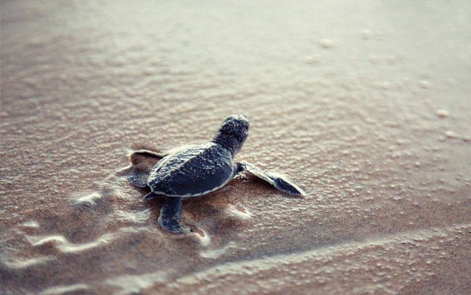 MSC Protectours - sustainable excursions | MSC Cruises