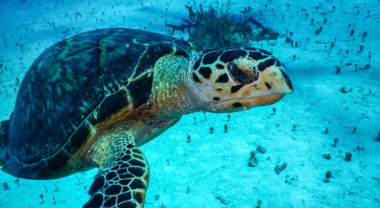 Ocean Cay MSC Marine Reserve, Mission Blue Hope Spot| MSC Cruises Ocean Cay MSC Marine Reserve, Mission Blue Hope Spot| MSC Cruises