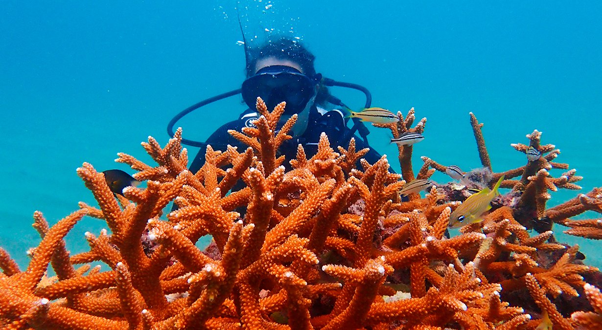 Ocean Cay MSC Marine Reserve, Super Coral Programme| MSC Cruises Ocean Cay MSC Marine Reserve, Super Coral Programme| MSC Cruises