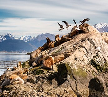 Lions de mer dans le canal Beagle près d'Ushuaïa, Argentine