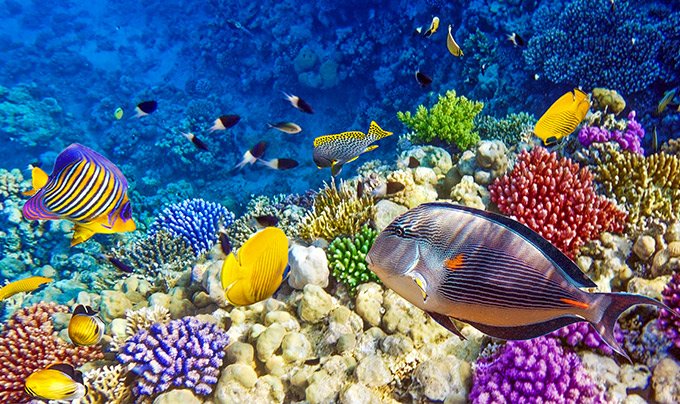 Red Sea | MSC Cruises Red Sea | MSC Cruises