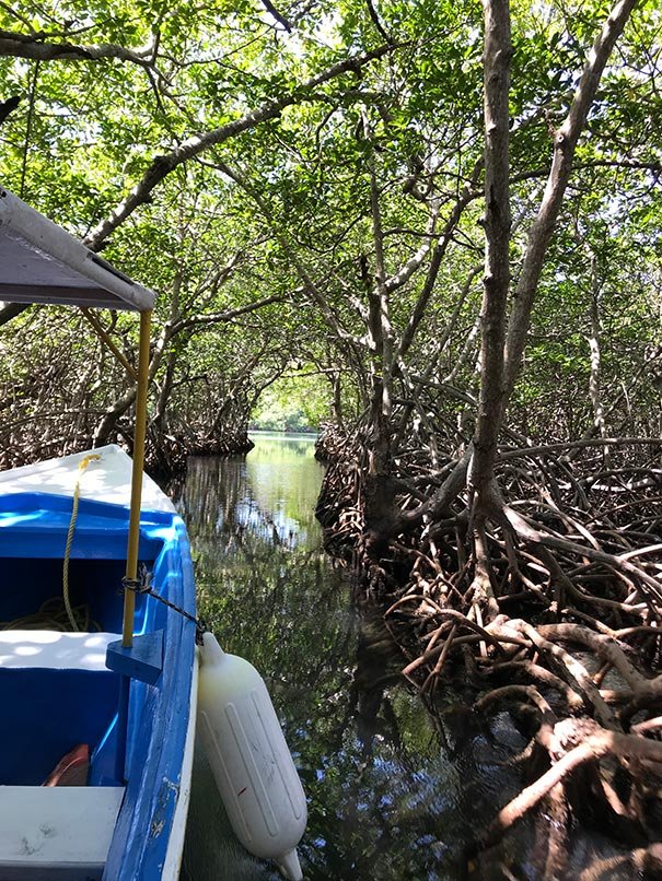 roatan_web roatan_web